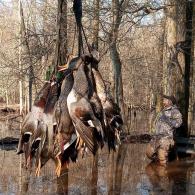 Flooded timber