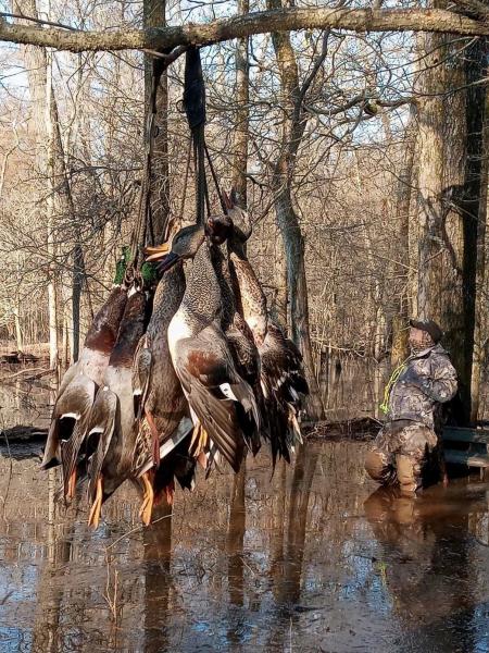 Mallard ducks