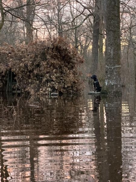 Flooded timber