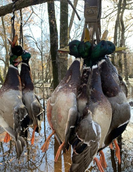 Mallard ducks