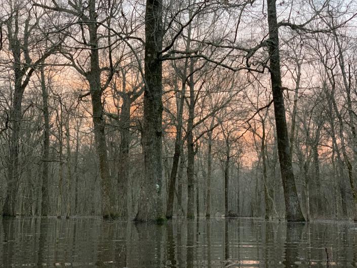 Flooded timber